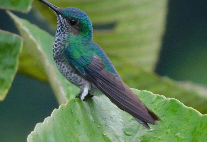 Bed and Breakfast Villas Santa Maria   Private Bay Lake Arenal