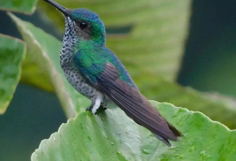 Aamiaismajoitus (B&B) Villas Santa Maria   Private Bay Lake Arenal