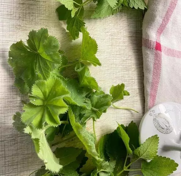 Majatalo Schlamau19   Unterm Nussbaum