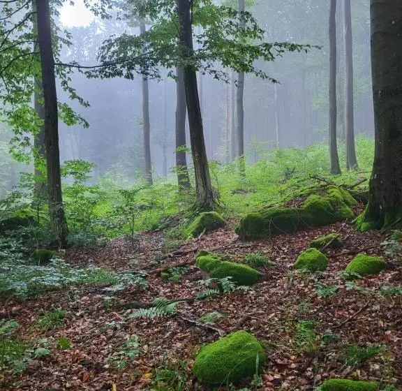 Aamiaismajoitus (B&B) Senyői Vendégház