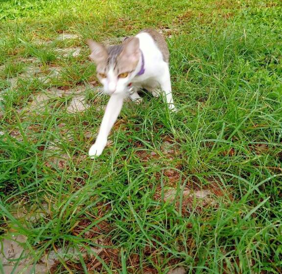 ベッドアンドブレックファースト Kol House