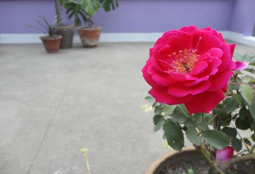 تختخواب و صبحانه Yado240