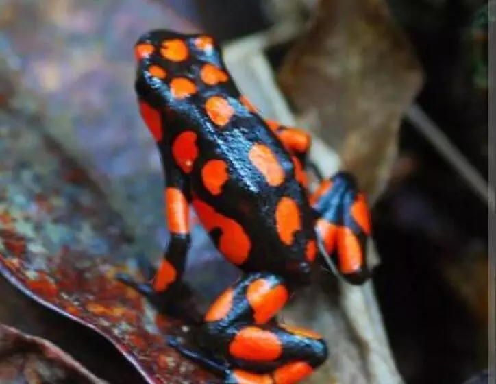 ユースホステル Mar Y Selva