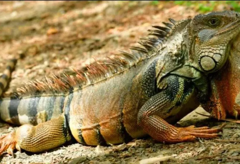 ユースホステル Mar Y Selva