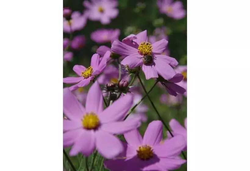 ホテル Ryoso Chatani   Vacation Stay 43144v