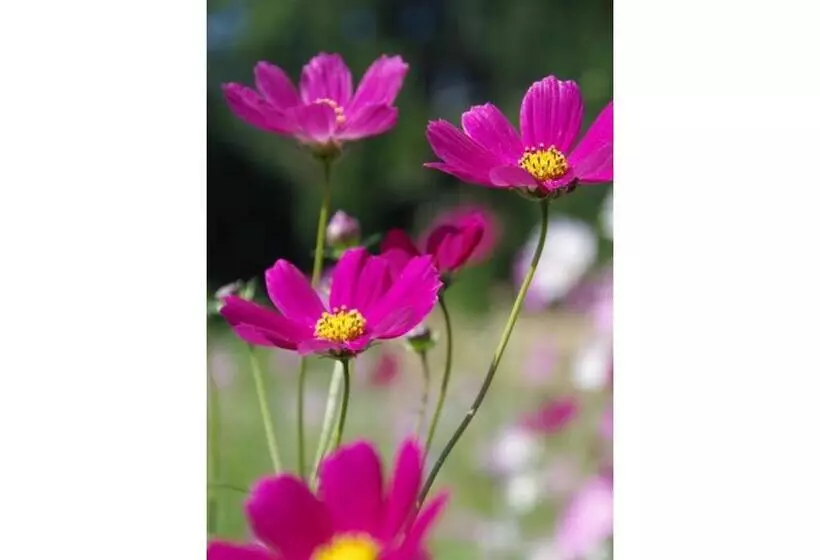 ホテル Ryoso Chatani   Vacation Stay 43144v