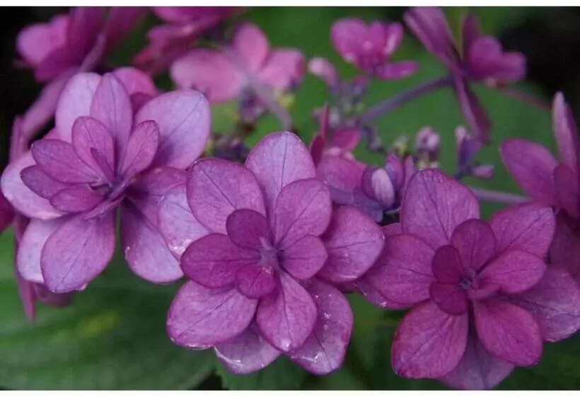 ホテル Ryoso Chatani   Vacation Stay 43144v