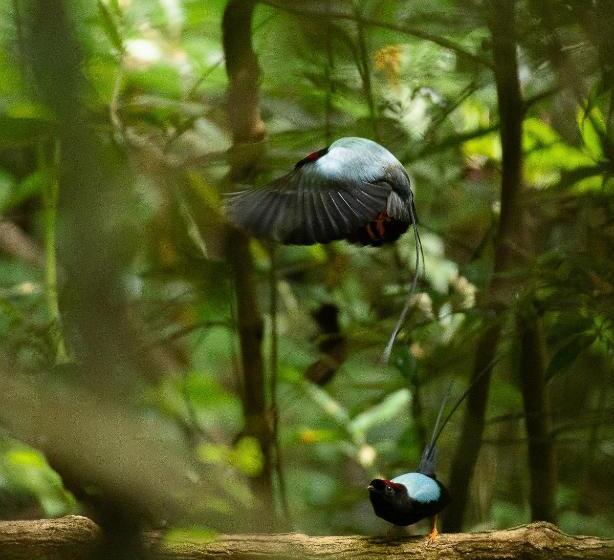호텔 Santuario Ecologico Monteverde