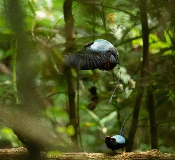 ホテル Santuario Ecologico Monteverde