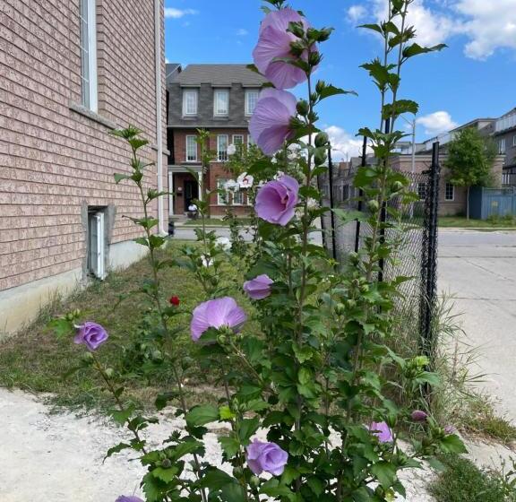 פנסיון Room Around York University Subway