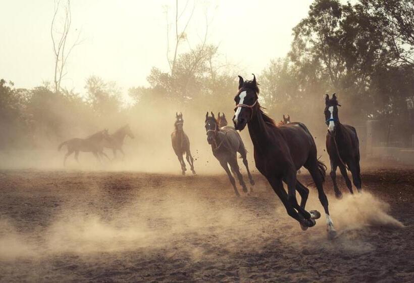 هتل Amritara Olive Trotter, Nangal