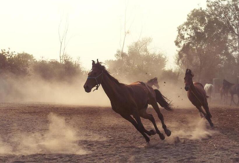 هتل Amritara Olive Trotter, Nangal