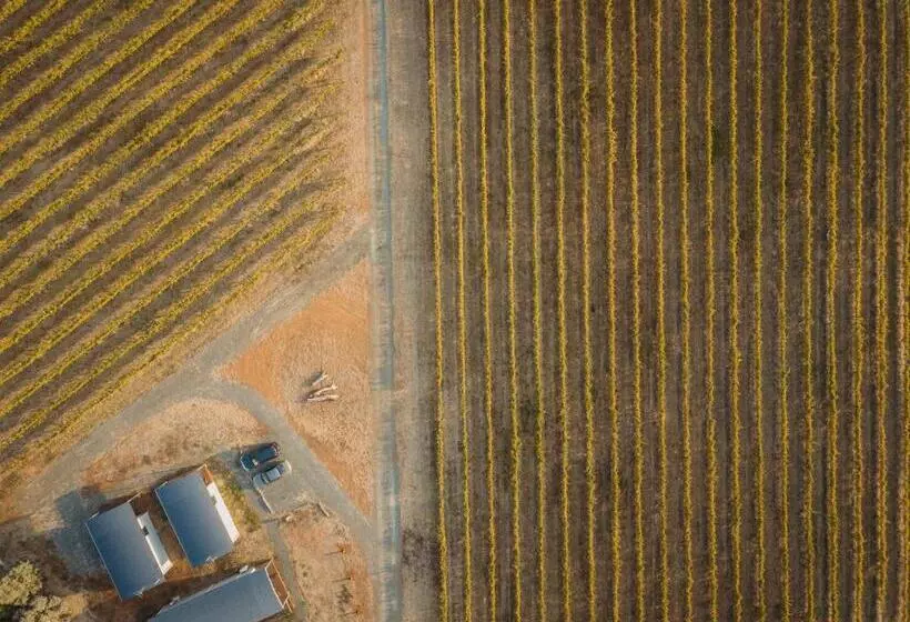 Vineyard Views At Shiraz Republic