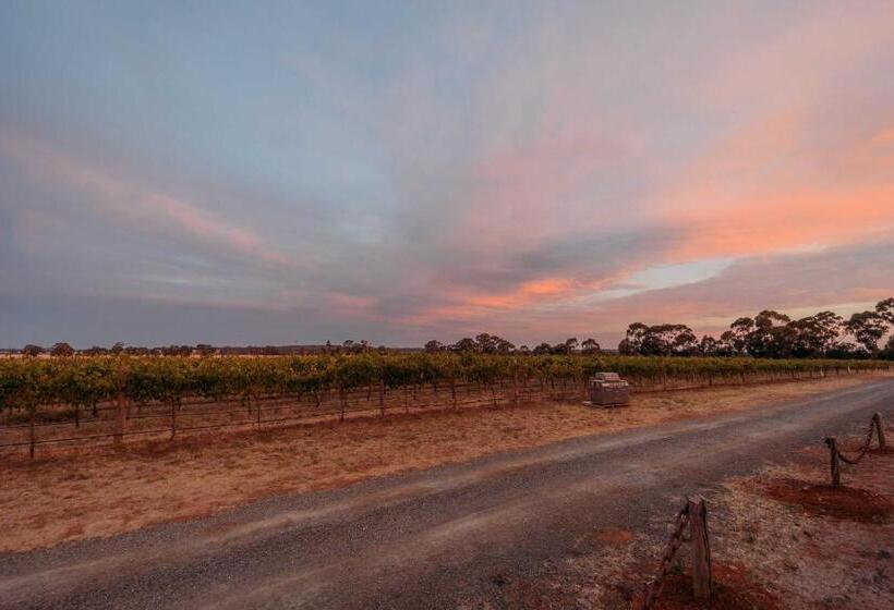 Vineyard Views At Shiraz Republic