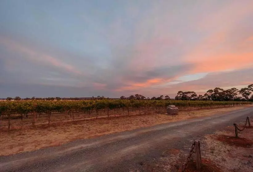 Vineyard Views At Shiraz Republic