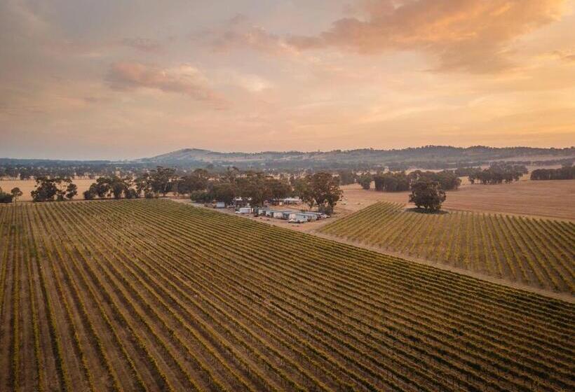 Vineyard Views At Shiraz Republic