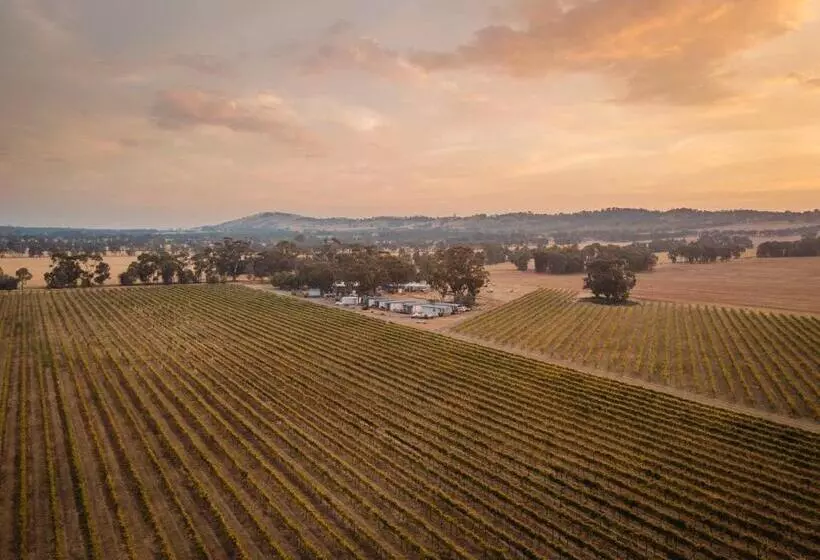 Vineyard Views At Shiraz Republic
