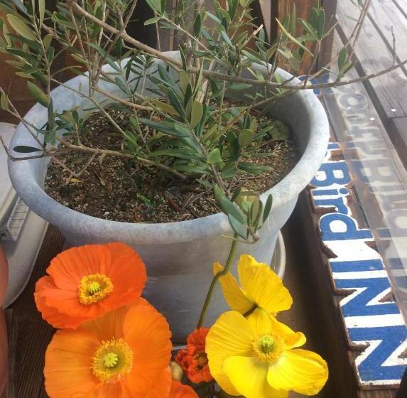 مبيت وإفطار South Bird Inn