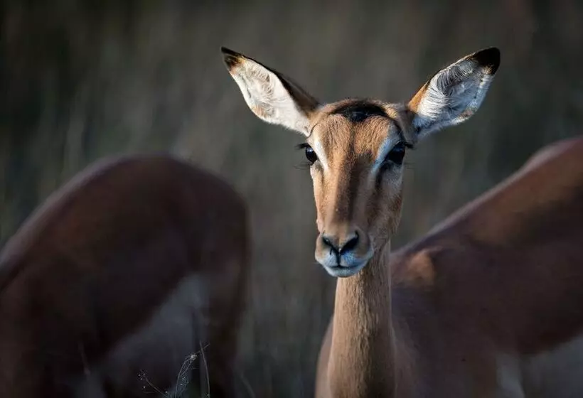 هتل Nkuhlu Tented Camp