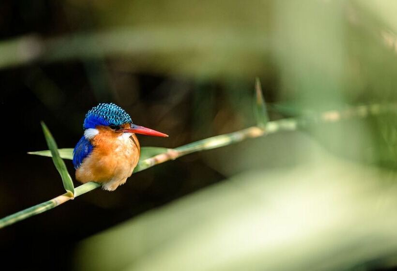 בית מלון כפרי Nkuhlu Tented Camp