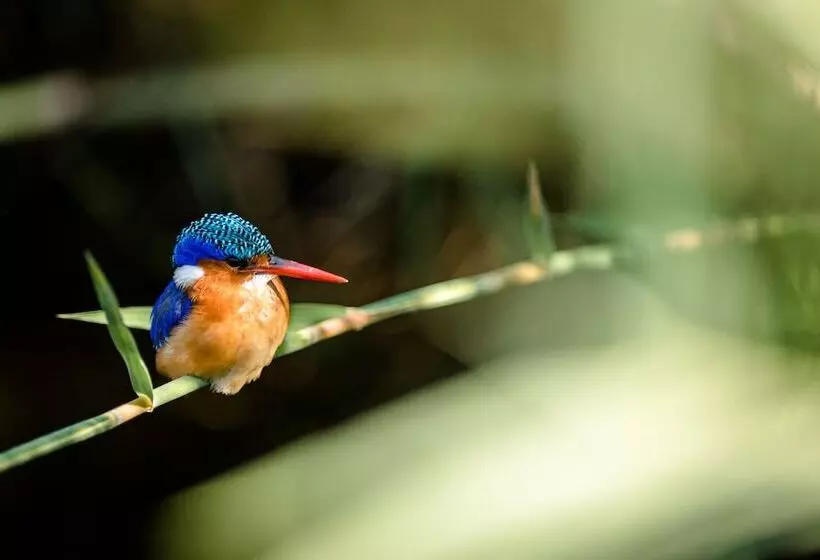 هتل Nkuhlu Tented Camp