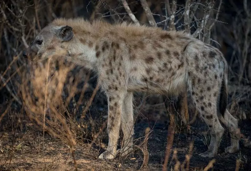 هتل Nkuhlu Tented Camp
