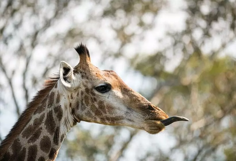 هتل Nkuhlu Tented Camp