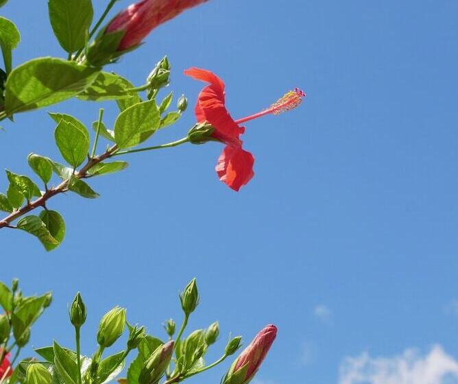 مبيت وإفطار Villa Elite