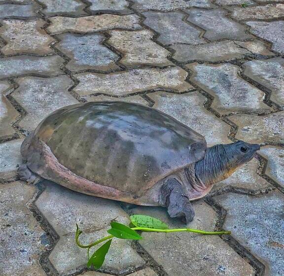 فندق Abundia Unawatuna