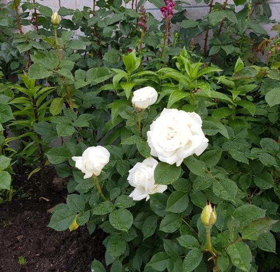 צימר Garni Hotel Mühletal