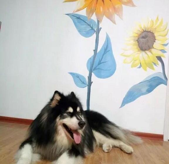 Flower House Girl Youth Hostel