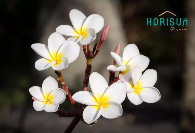 استراحتگاه Horisun