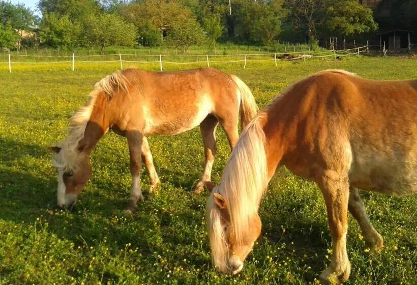 Il Mugello B&b