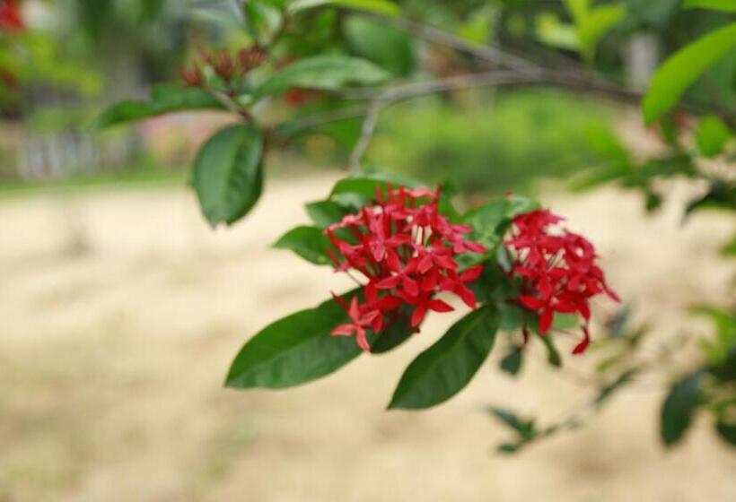 리조트 New Vilard