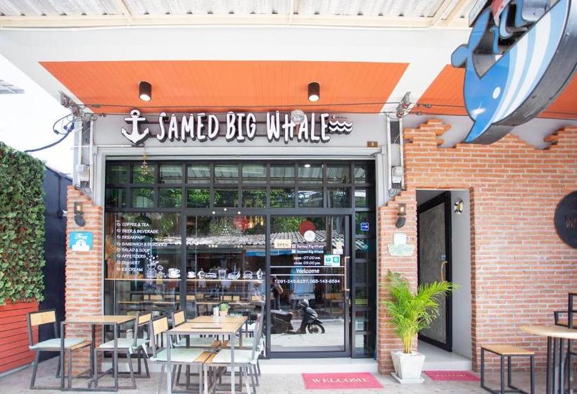 هاستل Samed Big Whale
