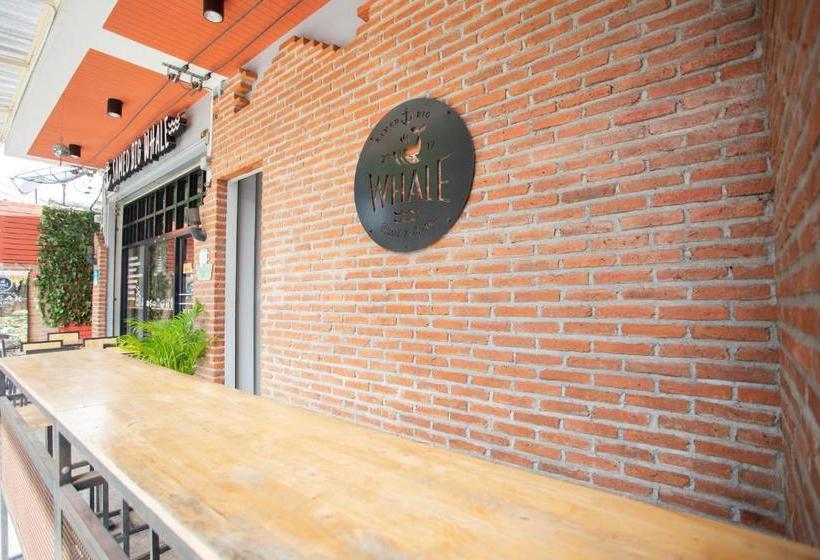 هاستل Samed Big Whale