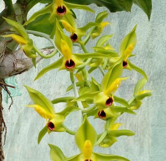 تختخواب و صبحانه Cantinho Da Janete