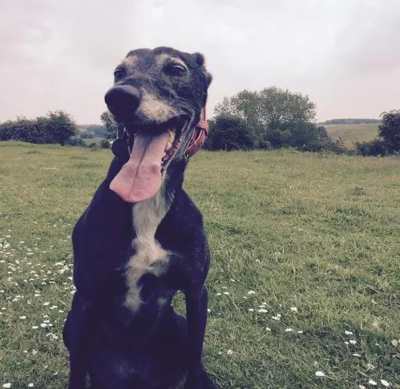 Aamiaismajoitus (B&B) Grange Bank House