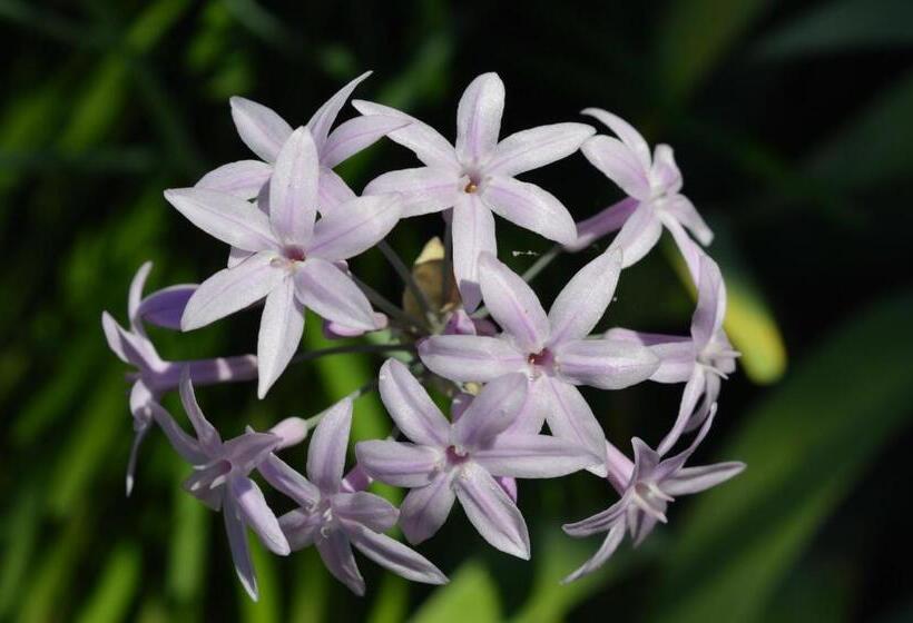 تختخواب و صبحانه The Proud Garden