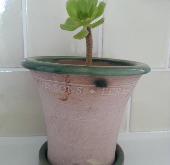 تختخواب و صبحانه The Proud Garden