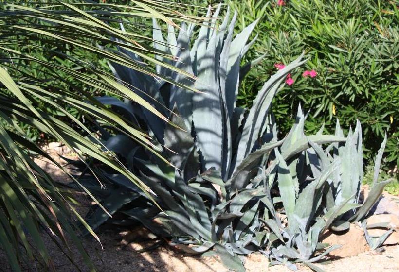 住宿加早餐  La Villa Blanc