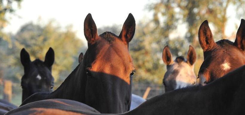 酒店 Estancia La Sofia