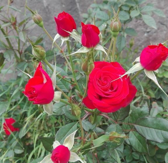 Bed and Breakfast Finca Bella Vista