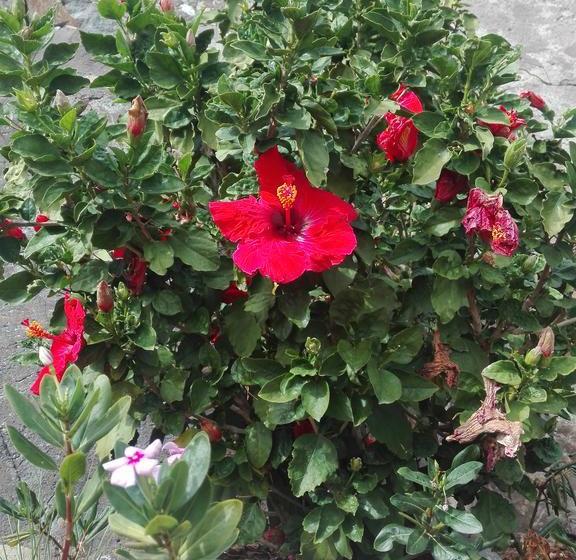 Bed and Breakfast Finca Bella Vista