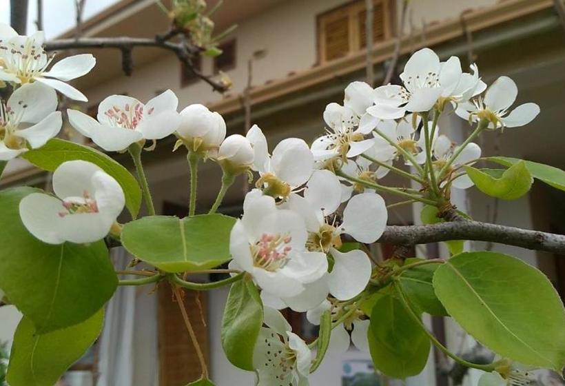 민박 I Fiori Di Sicilia