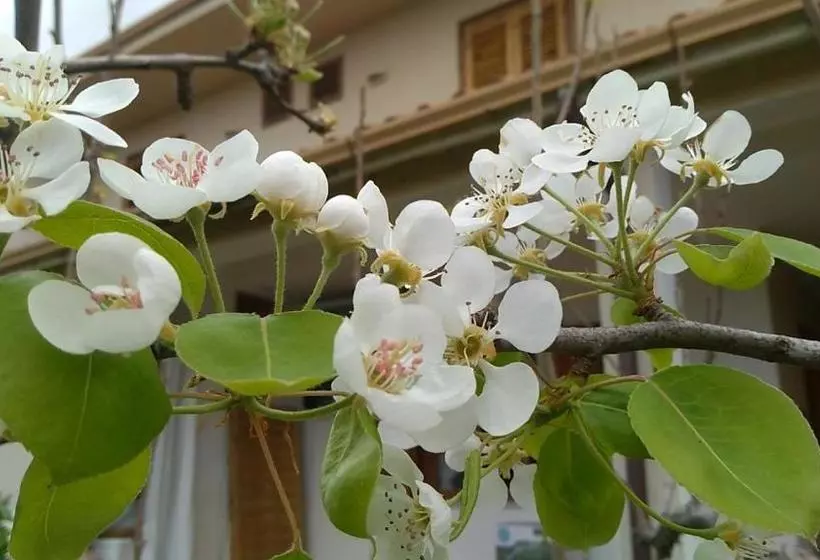 Aamiaismajoitus (B&B) I Fiori Di Sicilia