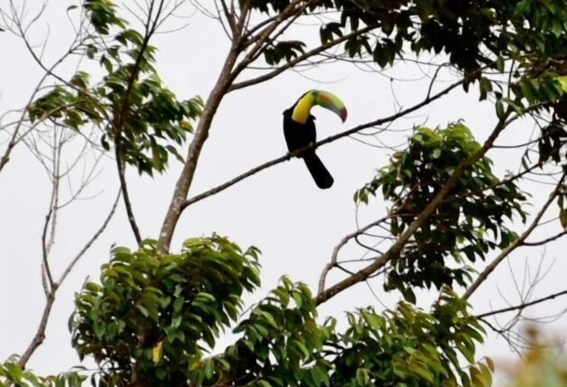 فندق Rainforest Yasmin