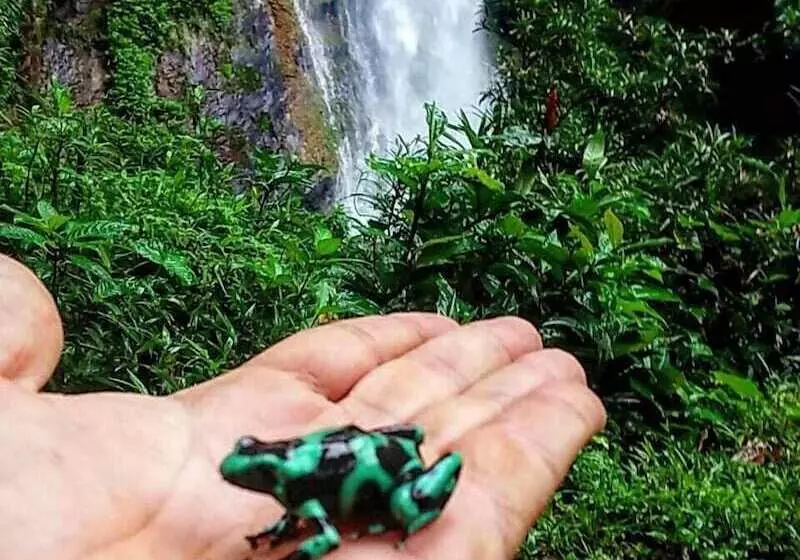 ホテル Rainforest Yasmin