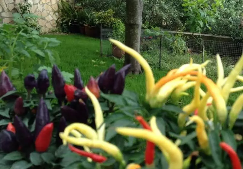 B&b Dei Fiori