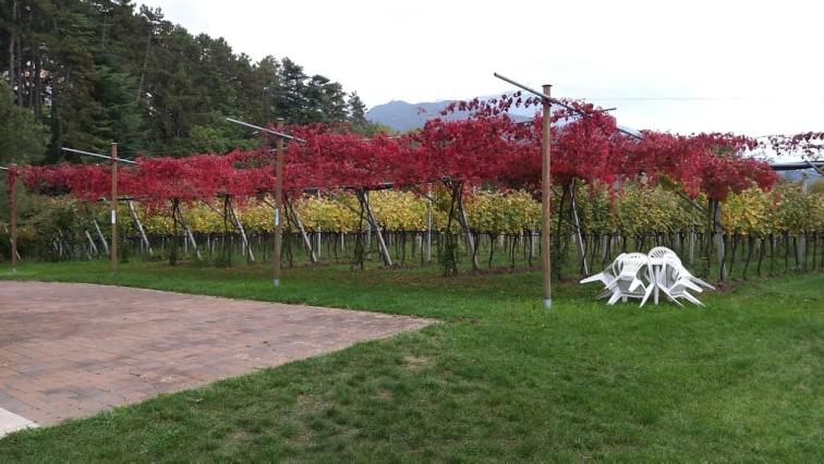 Alle Vigne Bed And Breakfast